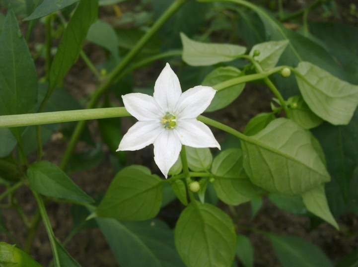 幸福的花草