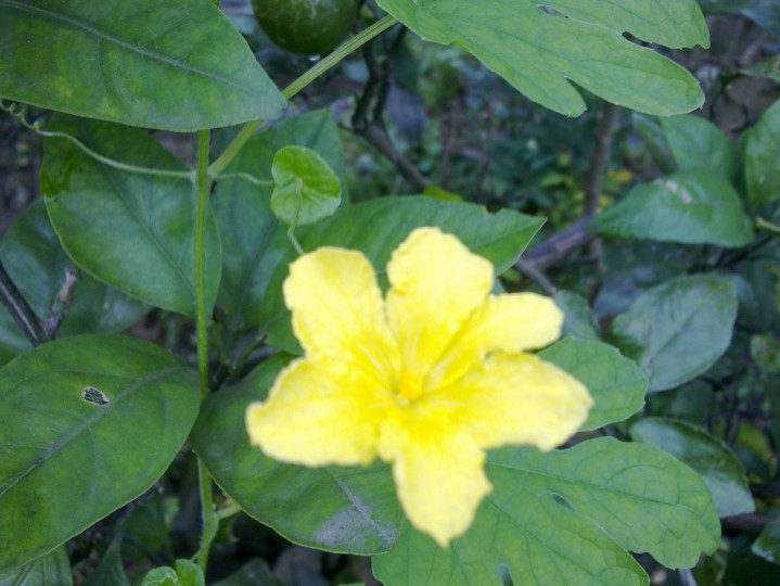 幸福的花草