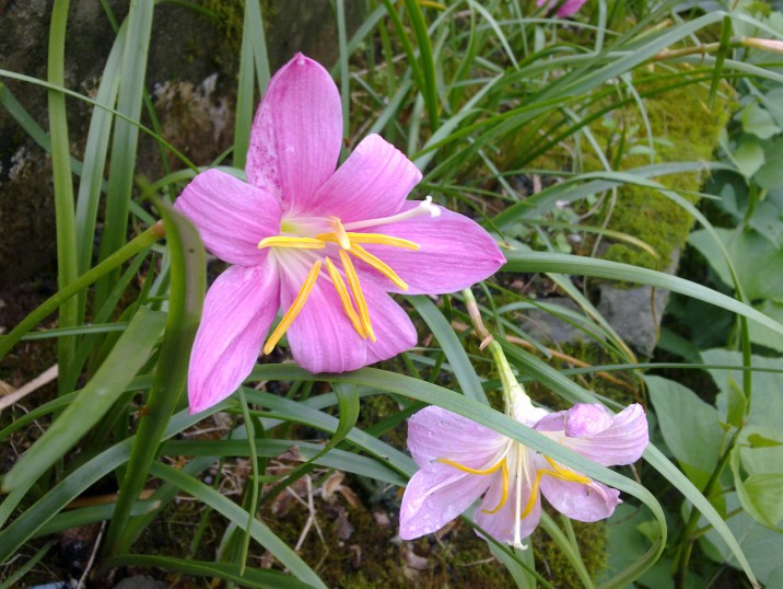 幸福的花草 幸福的花草