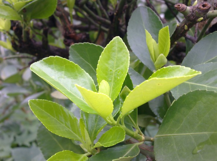 幸福的花草