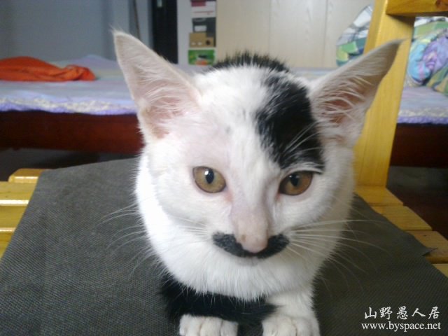 一个喜欢猫的人