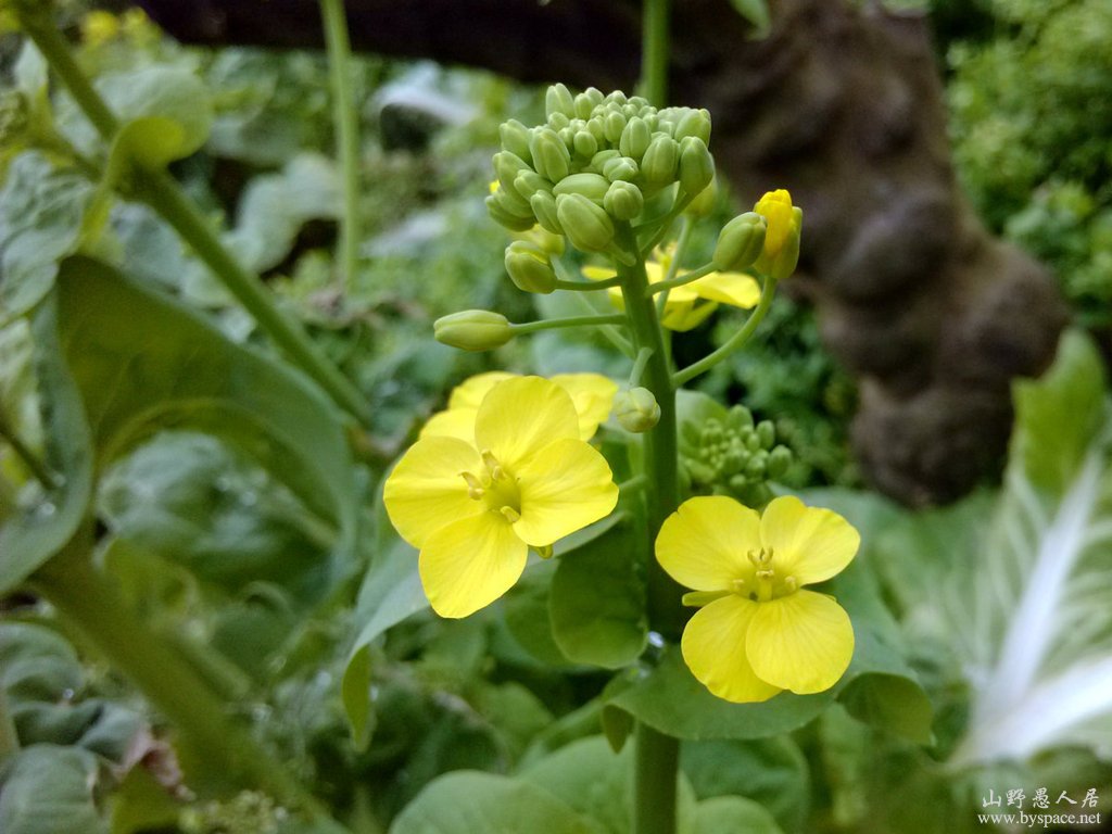 阳春三月花草艳