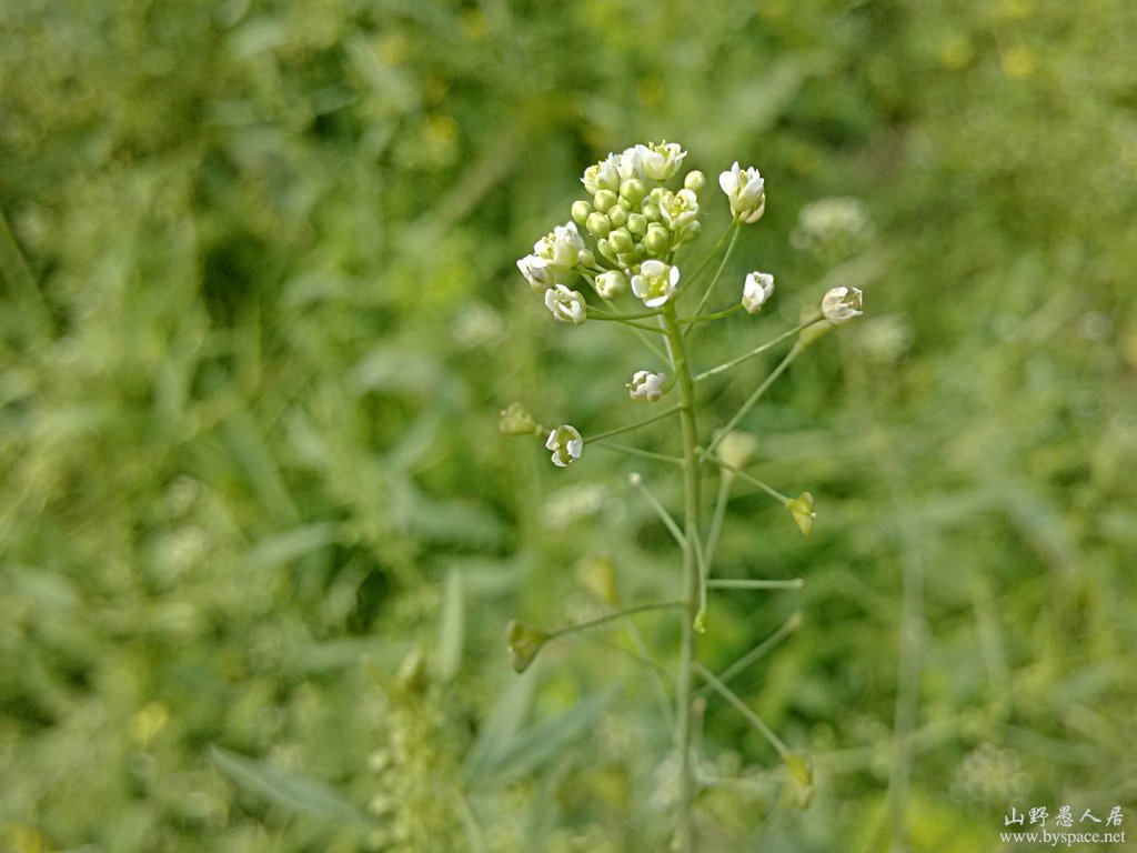 阳春三月花草艳