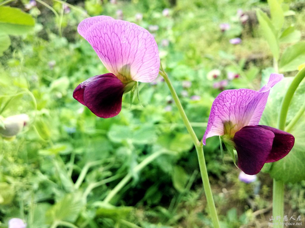 阳春三月花草艳