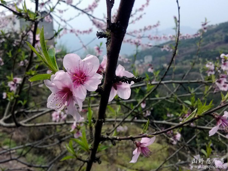 阳春三月花草艳