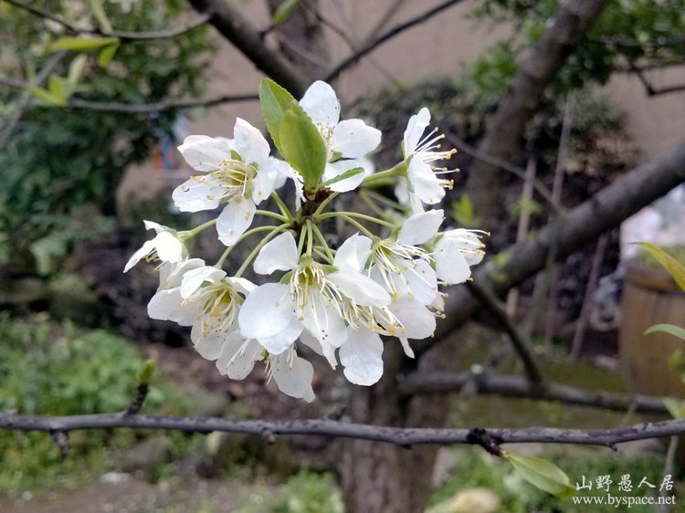 阳春三月花草艳