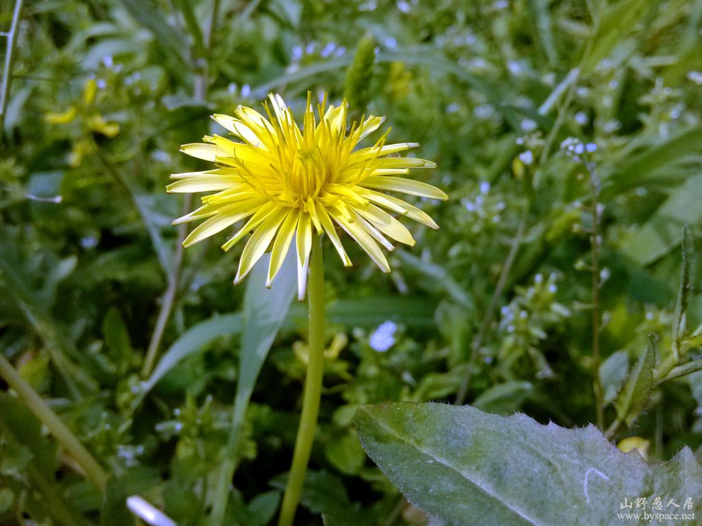 阳春三月花草艳