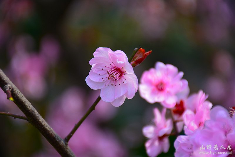 春天花儿艳