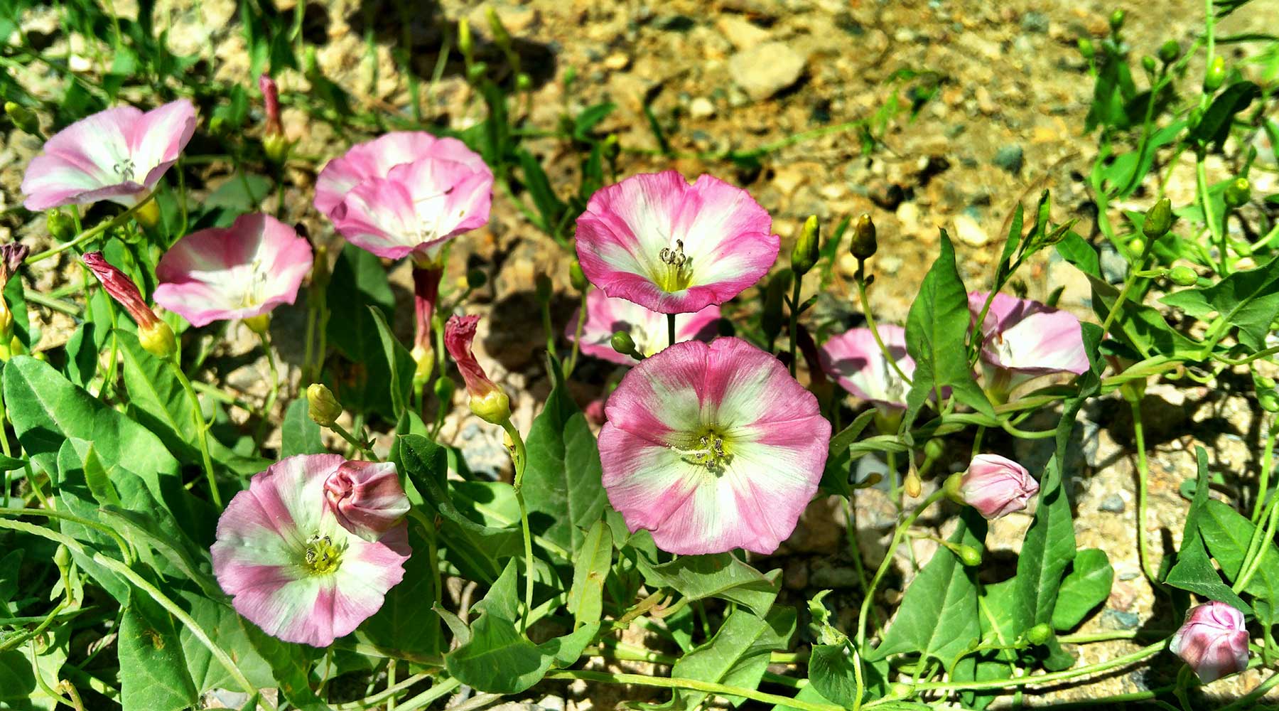 向阳花开