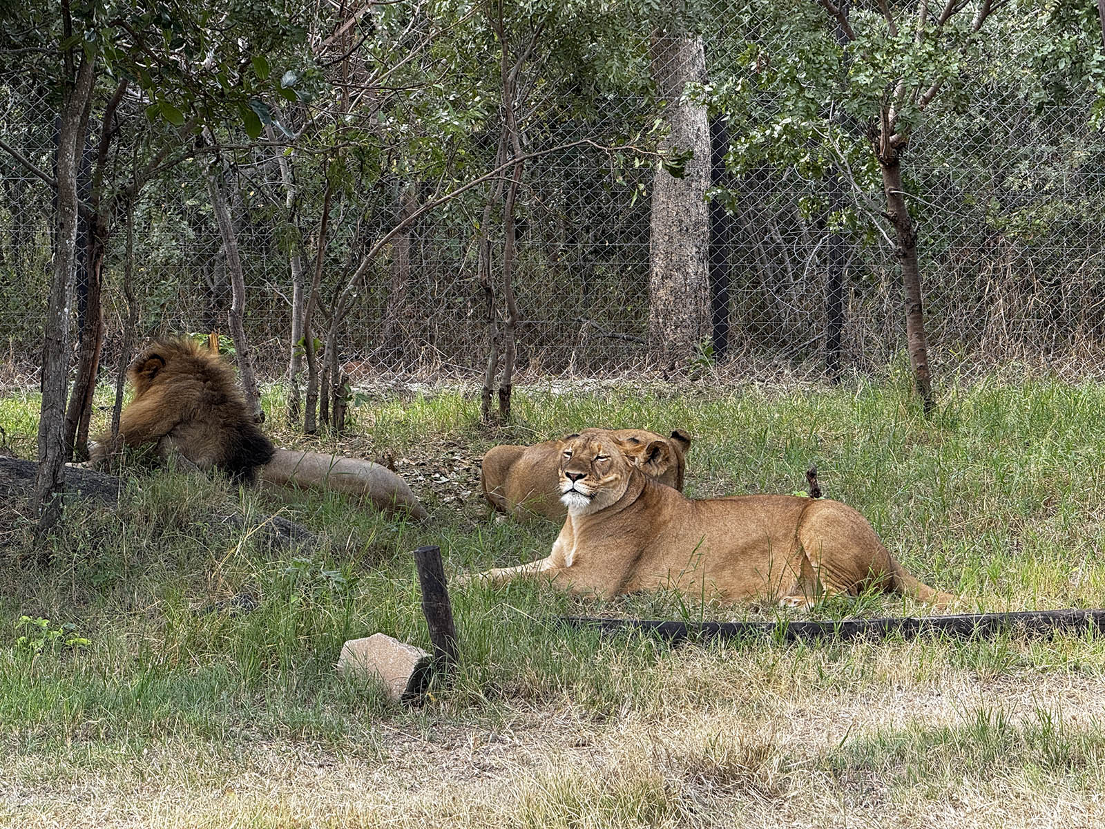 Lion Park半日游