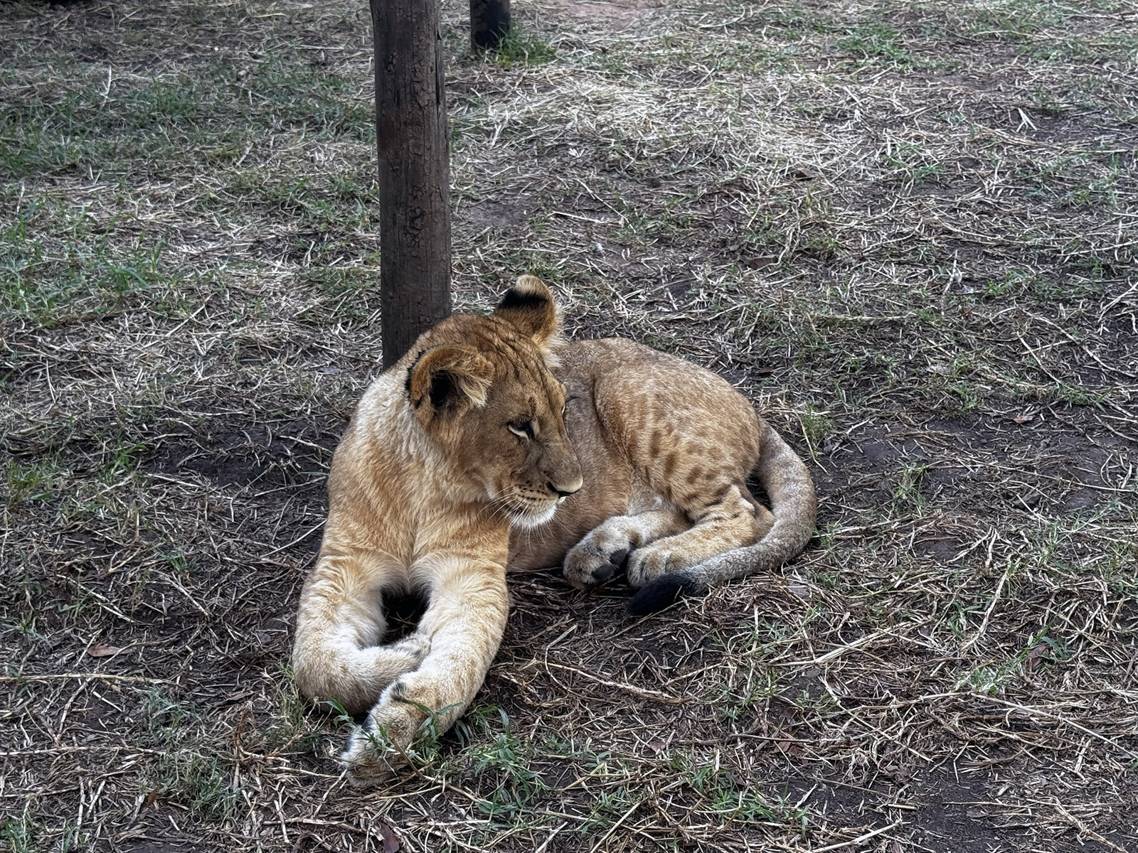 Lion Park半日游